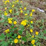 Potentilla verna Blüte