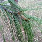 Pinus leucodermis Likasa