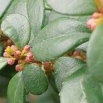 Myrsine africana Likasa