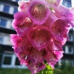 Digitalis purpurea Λουλούδι