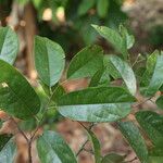 Baphia pubescens Φύλλο