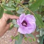 Gossypium sturtianum പുഷ്പം