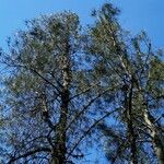 Pinus attenuata Агульны выгляд