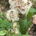 Conoclinium coelestinum Õis