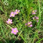 Sabatia campestris Flower