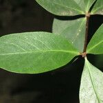 Pittosporum cornifolium