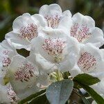 Rhododendron morii Çiçek