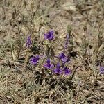 Delphinium pubescens Elinympäristö