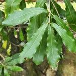 Macadamia integrifolia 葉