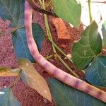 Vigna unguiculata Плод