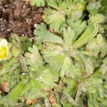 Saxifraga exarata 花