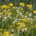 Tephroseris palustris Mosusu