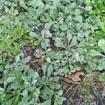 Antennaria parvifolia Листок