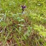 Ajuga pyramidalisFoglia