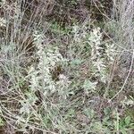 Cistus albidusLeaf