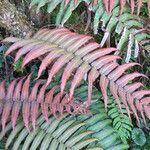 Blechnum cordatum മറ്റ്