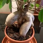 Ficus retusaLubje