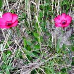 Linum grandiflorum Habit