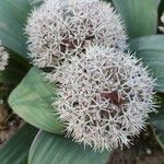 Allium karataviense Virág