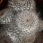 Mammillaria hahniana Feuille