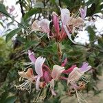 Lonicera caprifolium Virág