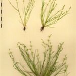 Juncus bufonius Drugo