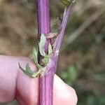 Jacobaea erucifoliaKůra