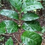 Coffea fotsoana Frucht