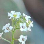 Lobularia maritimaFlower