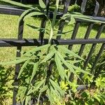 Coreopsis tripteris Folla