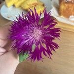 Centaurea sphaerocephala Flower