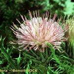 Carduus aurosicus Flower