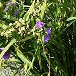 Tradescantia virginiana Frukto