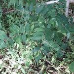 Sauropus androgynus Habit