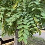 Robinia viscosa 葉