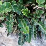 Asplenium ceterach Feuille