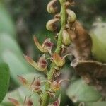 Bulbophyllum resupinatum Kwiat