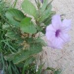 Ruellia tuberosa Flor