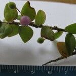 Sphyrospermum buxifolium Diğer