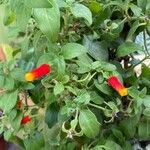 Manettia luteorubra Flor
