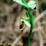 Ophrys sphegodes 其他