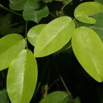 Calopogonium galactioides Leaf