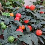 Solanum pseudocapsicum Кветка