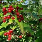 Viburnum opulusPlod