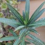 Nerium oleander Frunză