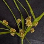 Cyperus luzulae Virág