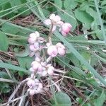 Pyrola asarifolia 花
