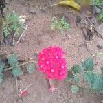 Glandularia peruviana 花