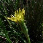 Scorzonera parviflora Kvet
