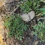 Lepidium squamatum Leaf